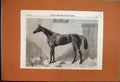 Original Old Antique Print 1864 Fille De L'Air Racehorse Winner The Oaks 19th