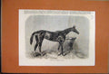 Original Old Antique Print 1865 Regalia Racehorse Winner Oaks Broad Blaze 19th