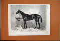 Old Antique Print 1863 Maccaroni Racehorse Winner 2000 Guineas Newmarket 19th