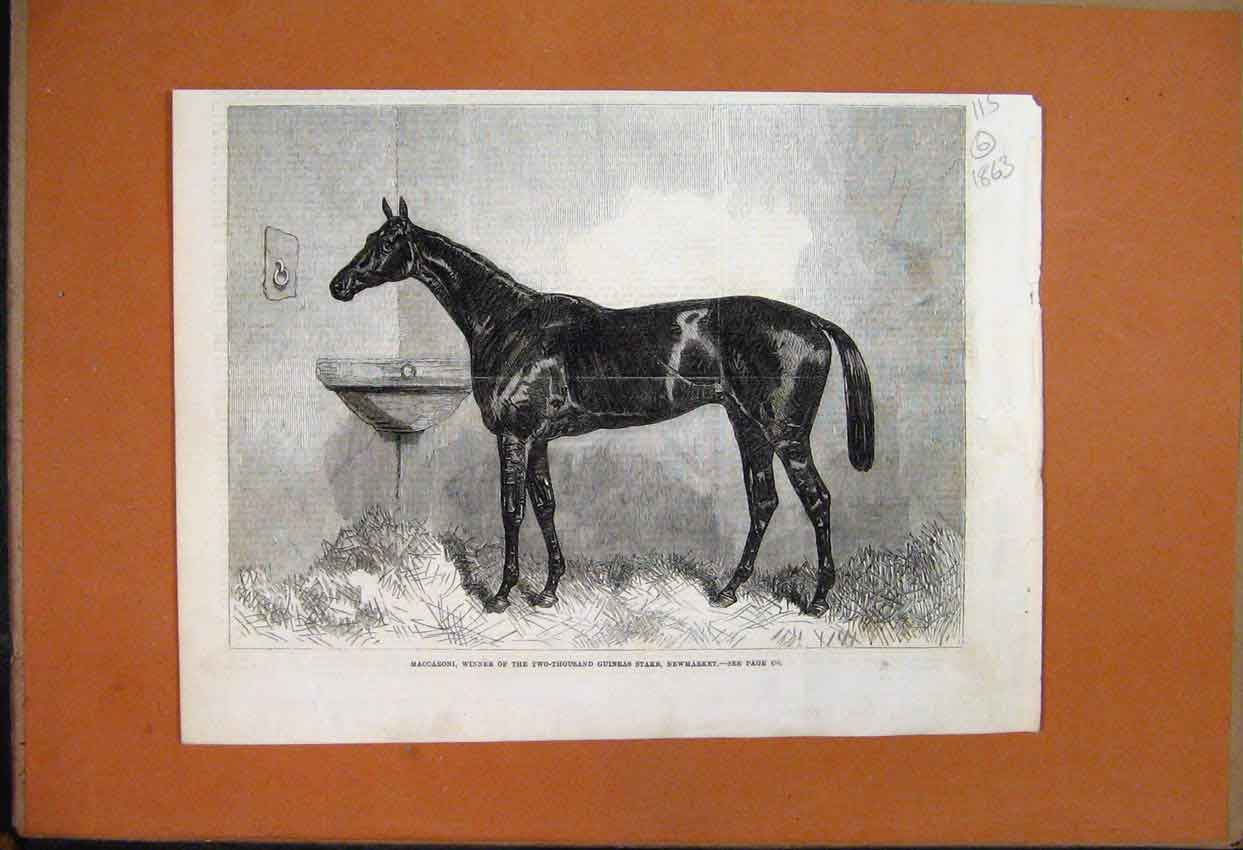 Old Antique Print 1863 Maccaroni Racehorse Winner 2000 Guineas Newmarket 19th