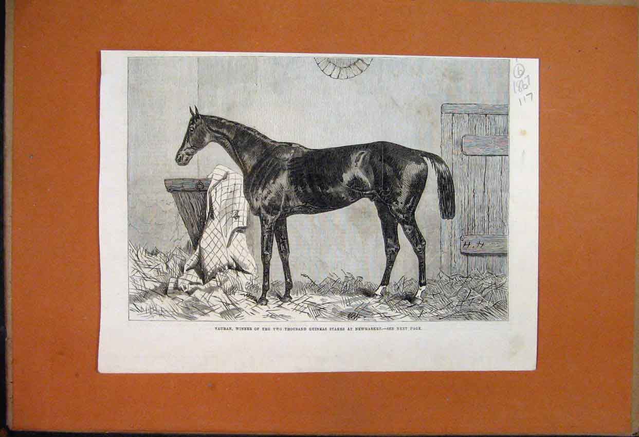 Original Old Antique Print 1867 Vauban Winner 2000 Guineas Stakes Newmarket 19th