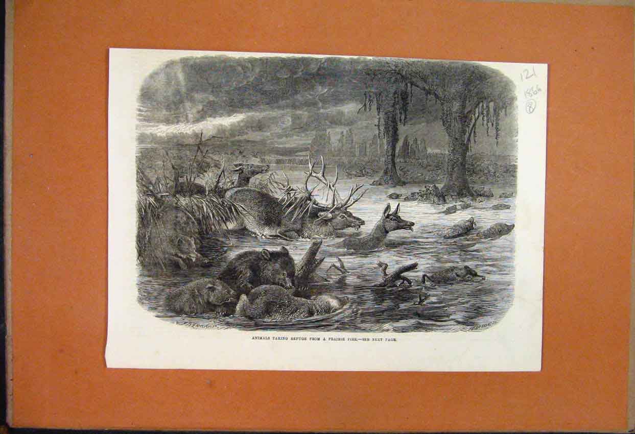 Original Old Antique Print 1866 Deer Bears Fox Taking Refuge Prairie Fire River