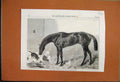 Original Old Antique Print 1863 Lord Clifden Racehorse Winner St Leger Cat 19th