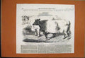 Original Old Antique Print 1855 Carlisle Meeting Short Horned Bull Hereford Ox