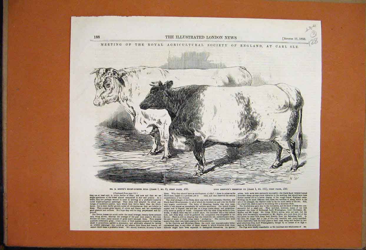 Original Old Antique Print 1855 Carlisle Meeting Short Horned Bull Hereford Ox