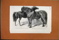 Original Old Antique Print 1855 Prize Ponies Thorough-Bred Stallion Read 19th
