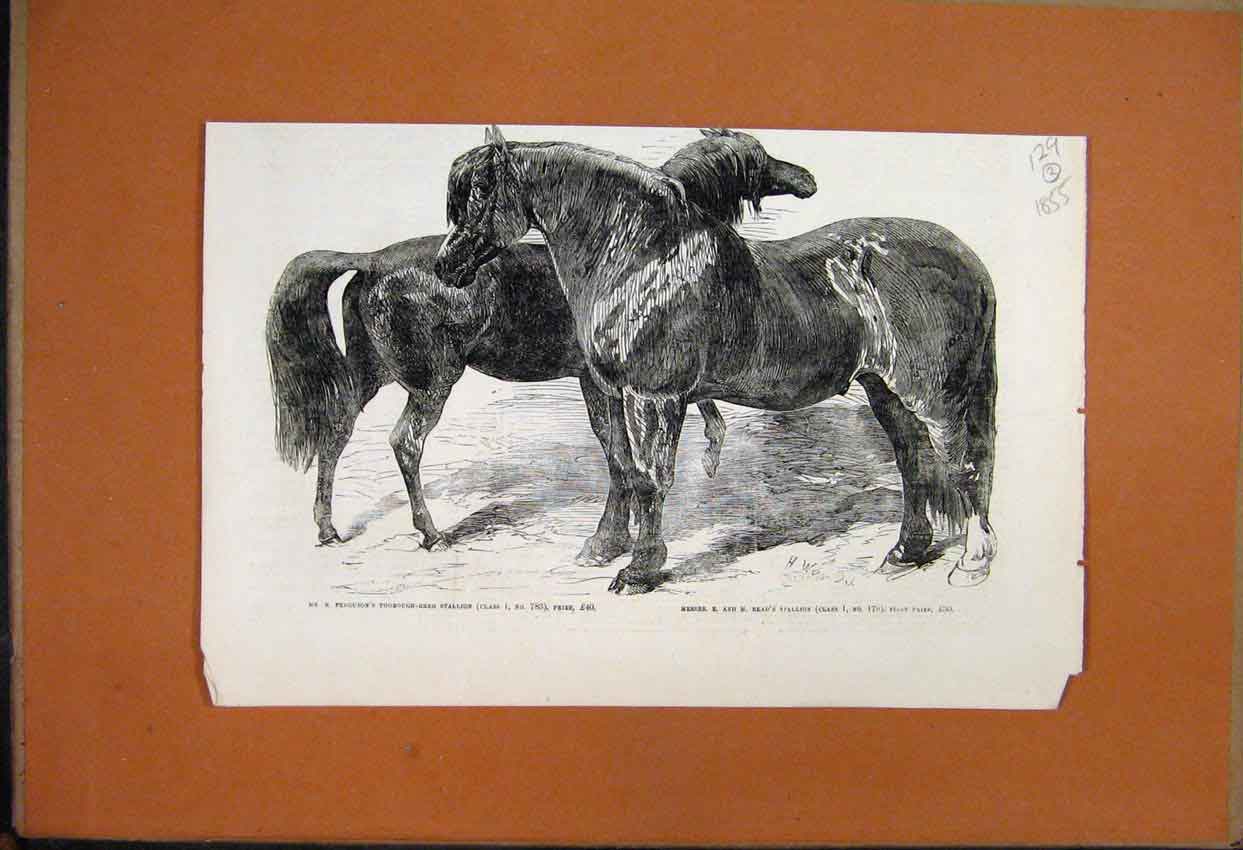 Original Old Antique Print 1855 Prize Ponies Thorough-Bred Stallion Read 19th