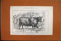 Original Old Antique Print 1888 Cattle Show Scotch Polled Cow Wilken Waterside