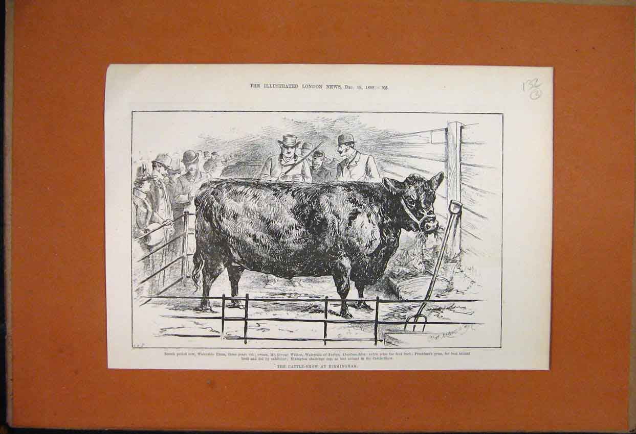 Original Old Antique Print 1888 Cattle Show Scotch Polled Cow Wilken Waterside