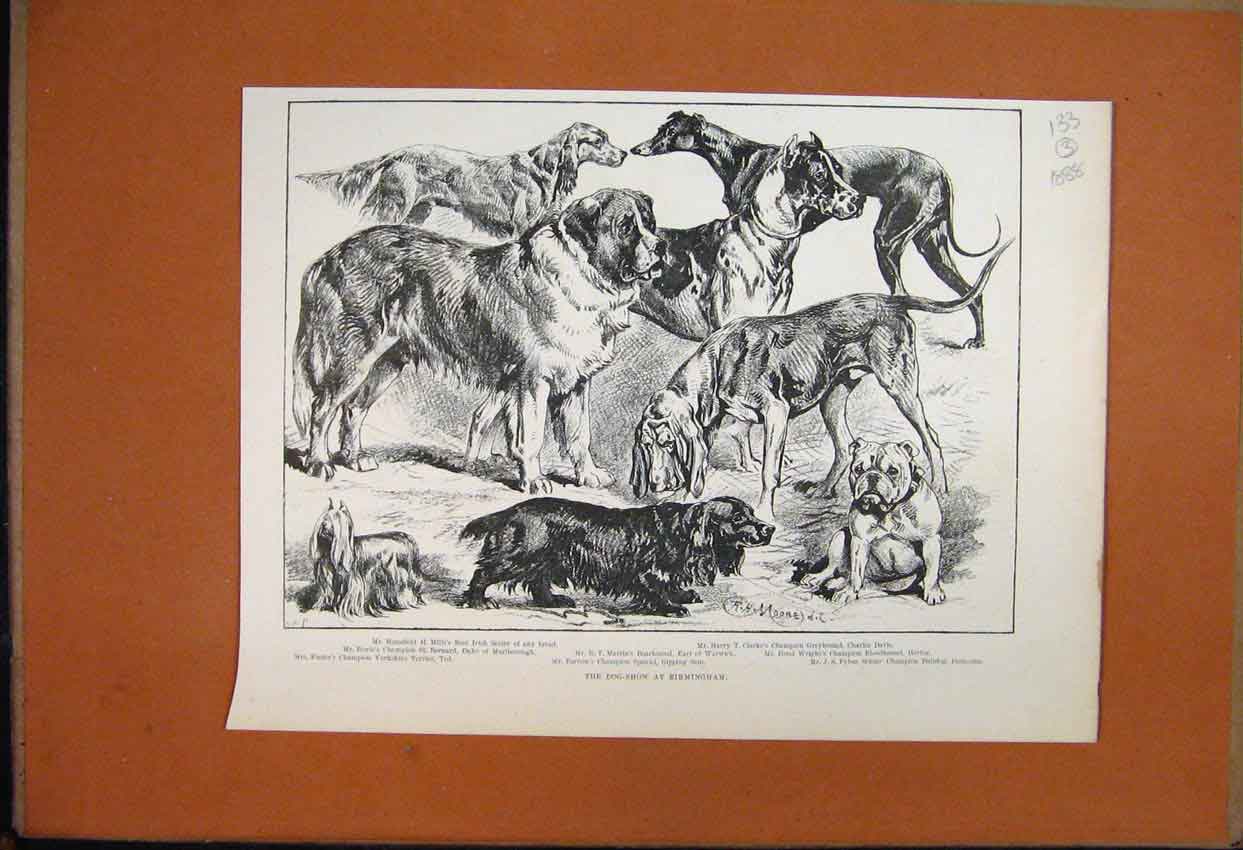 Old Antique Print 1888 Dogs Bulldog Spaniel Irish Setter St Bernard Yorky 19th