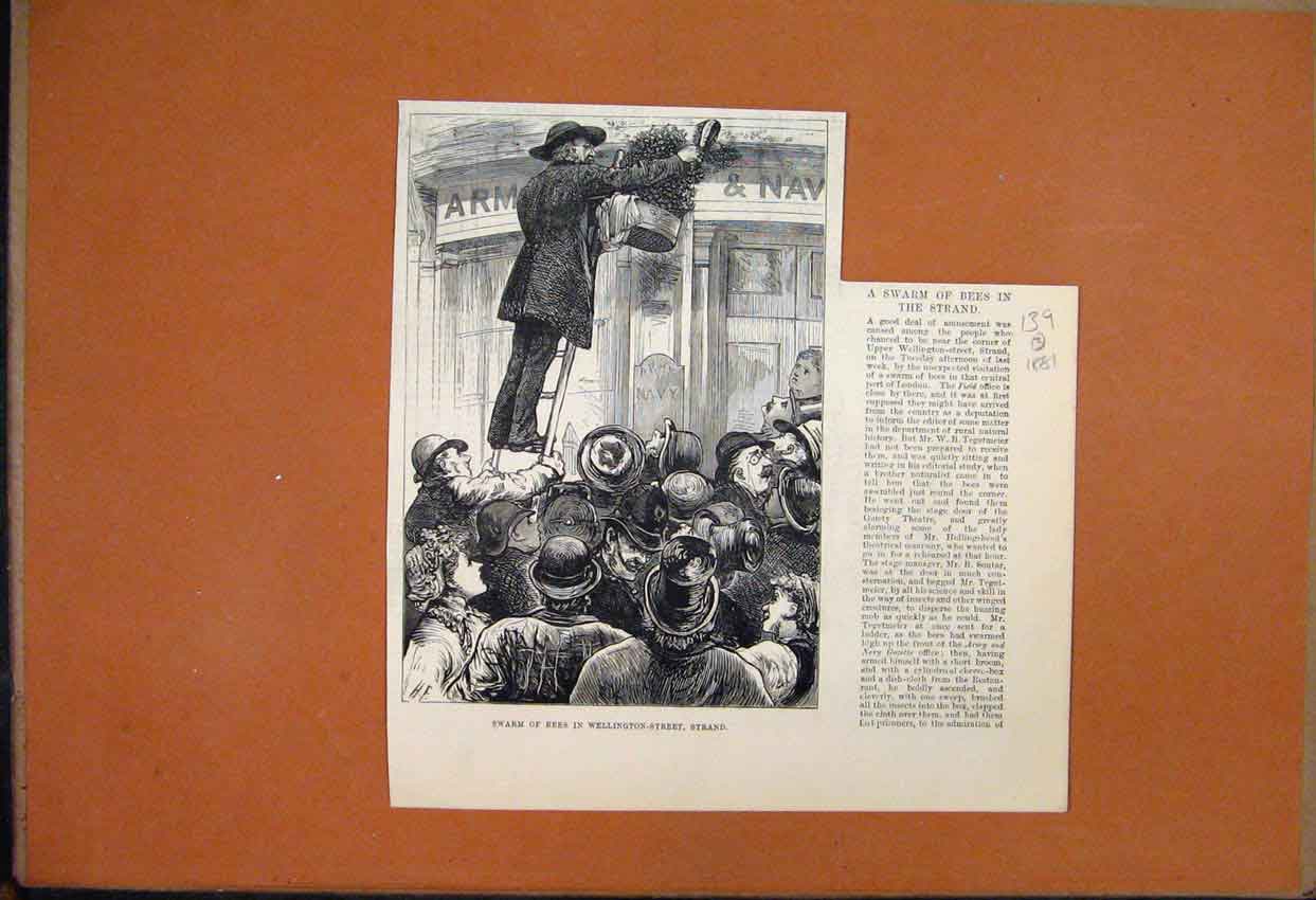Original Old Antique Print 1881 Swarm Bees Wellington Street Strand Audience