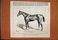 Original Old Antique Print 1877 Chamant Horse Guineas Stakes Newmarket Victorian