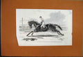 Original Old Antique Print 1857 Lord Zetlands Vedette Racehorse Newmarket 19th