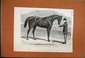 Original Old Antique Print 1876 Petrarch Racehorse Guinea Stakes Newmarket 19th