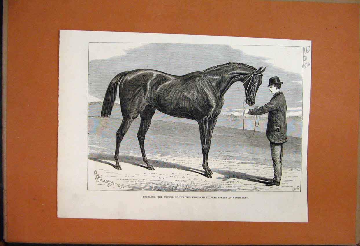 Original Old Antique Print 1876 Petrarch Racehorse Guinea Stakes Newmarket 19th