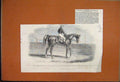 Original Old Antique Print 1851 Hippopotamus Taking Bath Regents Park Zoo 19th