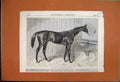Original Old Antique Print 1864 Blair Athol Winner Derby Horse Stable Victorian