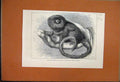 Original Old Antique Print 1877 Hampton Horse Goodwood Cup Jockey 19th