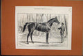 Original Old Antique Print 1859 The War Bridge Over River Po Turin Horses 19th