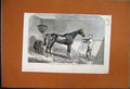 Original Old Antique Print 1852 King GNuggets Australia Indus Ship Fire 19th