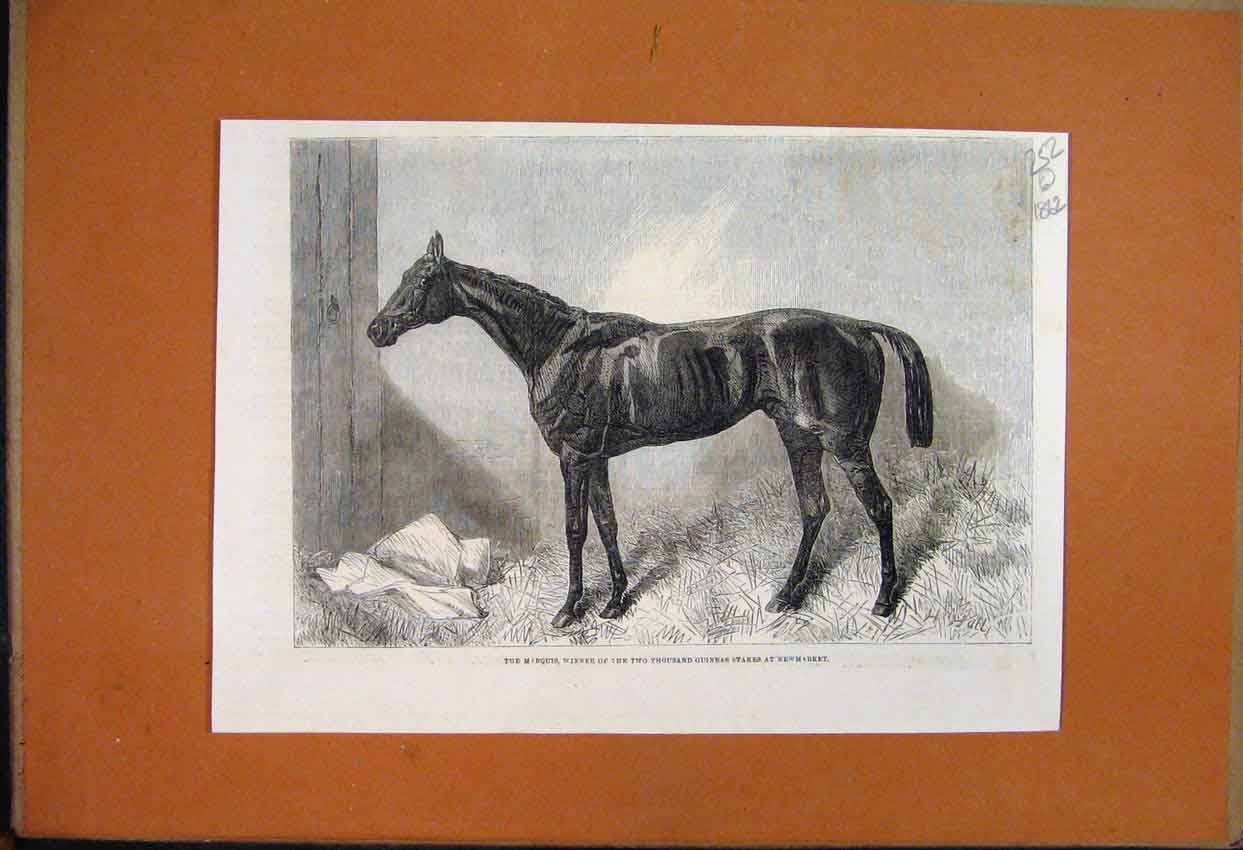 Antique Old Print *3503 1862 Captain William Wilson Emily St Pierre Portrait