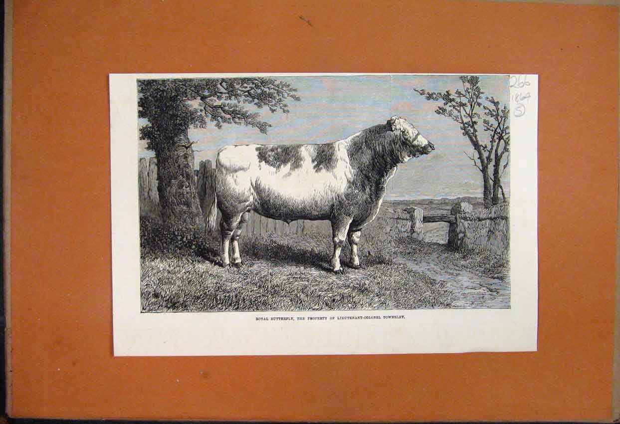 Original Old Antique Print 1864 Royal Butterfly Bull Owned By Towneley Victorian