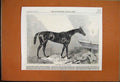 Original Old Antique Print 1863 Queen Bertha Winner Oaks Horse Stable Blanket