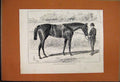 Original Old Antique Print 1876 Apology Racehorse Winner GCup Ascot Victorian