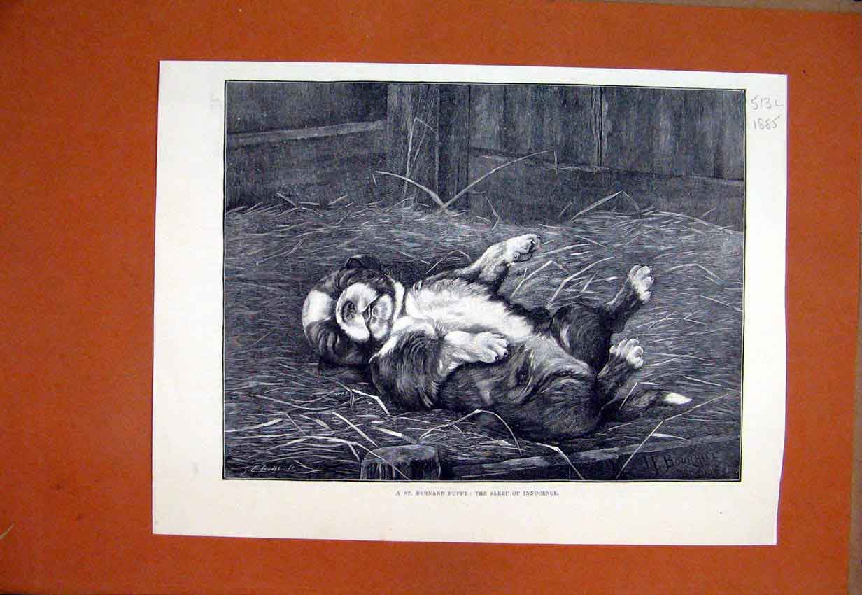 Original Old Antique Print 1885 St Bernard Puppy Sleeping Lying Straw Bed 19th