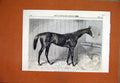 Original Old Antique Print Horse Blair Athol Winner Derby Stable 1864 Victorian