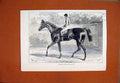 Original Old Antique Print 1875 Horse Doncaster Winner Ascot Cup 19th