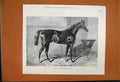 Original Old Antique Print 1875 Craig Millar Horse Winner Leger 19th