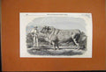 Original Old Antique Print 1853 Ben Short Horned Bull Grand Duke Animal 19th