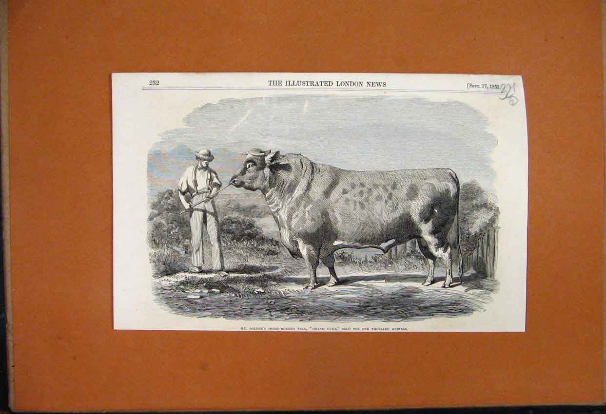 Original Old Antique Print 1853 Ben Short Horned Bull Grand Duke Animal 19th