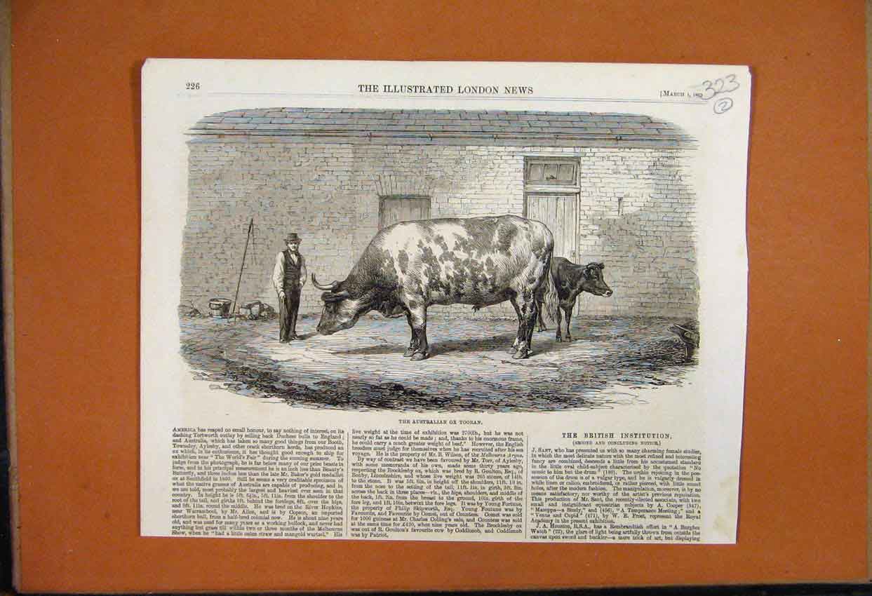 Original Old Antique Print 1862 Australian Ox Tooran Man Animals 19th