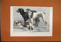 Original Old Antique Print 1864 Prize Dogs Dublin Show Ireland Greyhound Bull