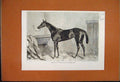 Original Old Antique Print 1866 Horse Tormentor Winner Oaks 19th