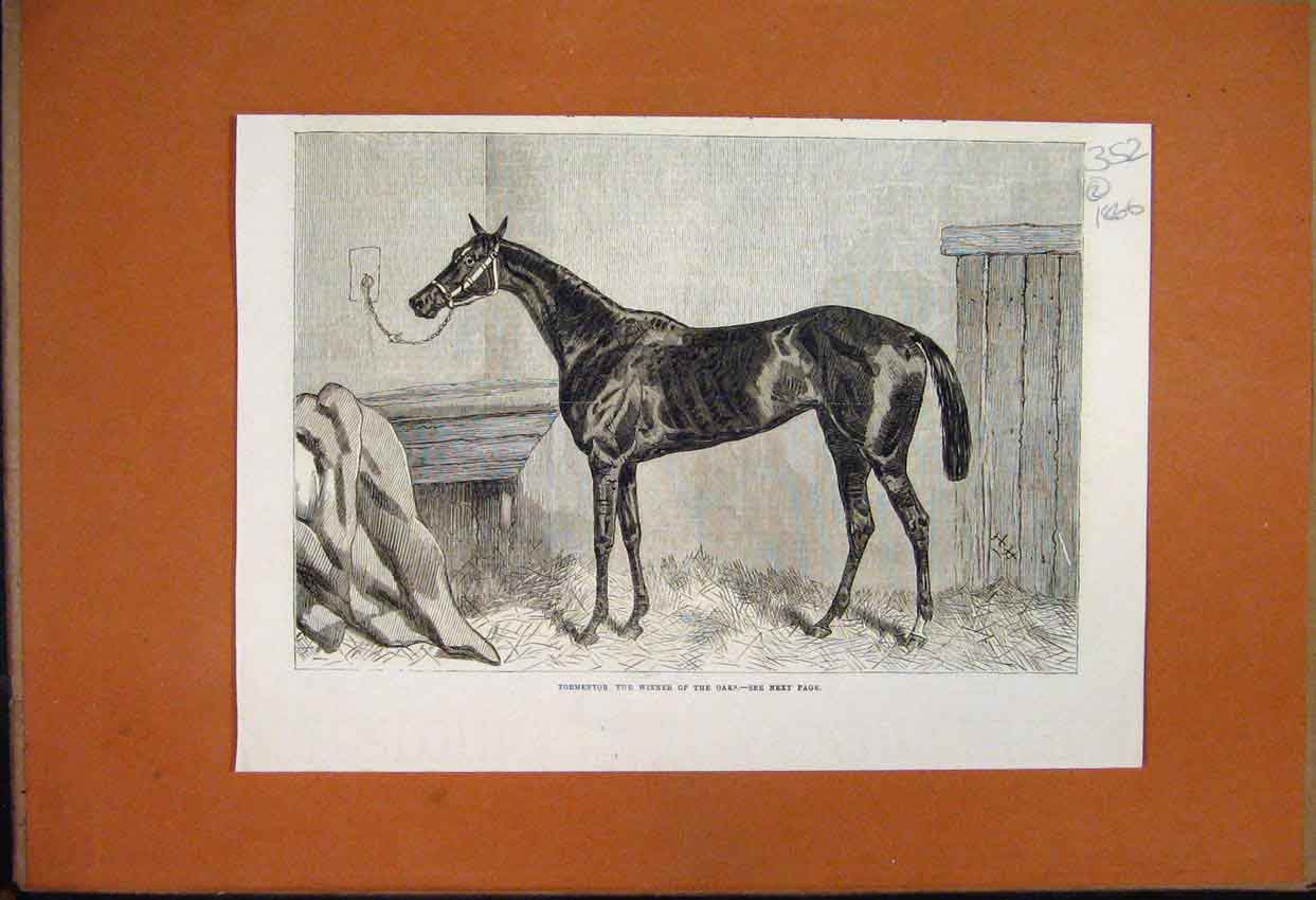 Original Old Antique Print 1866 Horse Tormentor Winner Oaks 19th