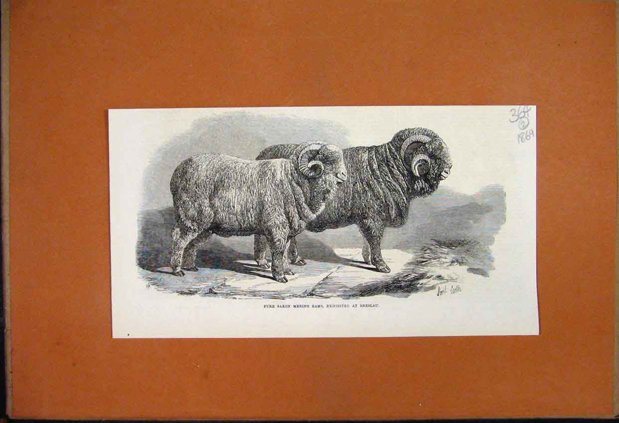 Original Old Antique Print 1869 Pure Saxon Merino Rams Exhibited Breslau Sheep