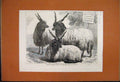 Original Old Antique Print 1868 Hungarian Mountain Sheep Smithfield Show 19th