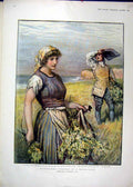 Original Old Antique Print 1897 Colour Woman Man Picking Flowers 19th
