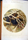 Original Old Antique Print Blackbird Thrush Covert Birds Nest 1859 Colour 19th