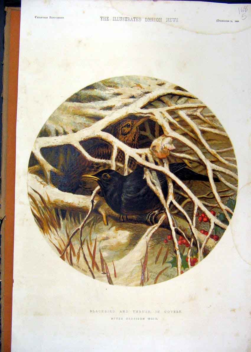 Original Old Antique Print Blackbird Thrush Covert Birds Nest 1859 Colour 19th