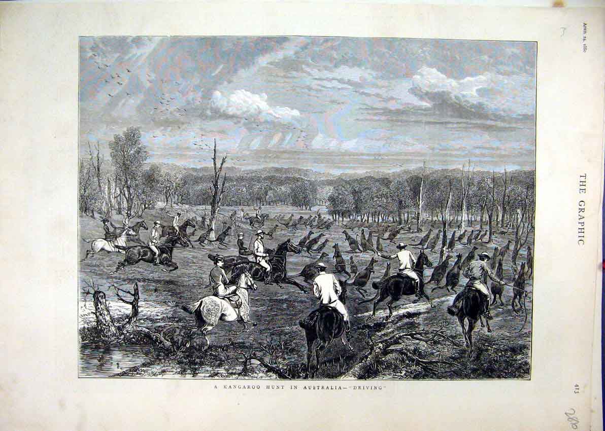 Original Old Antique Print 1880 Driving Kangaroo Hunt Australia Horses Victorian
