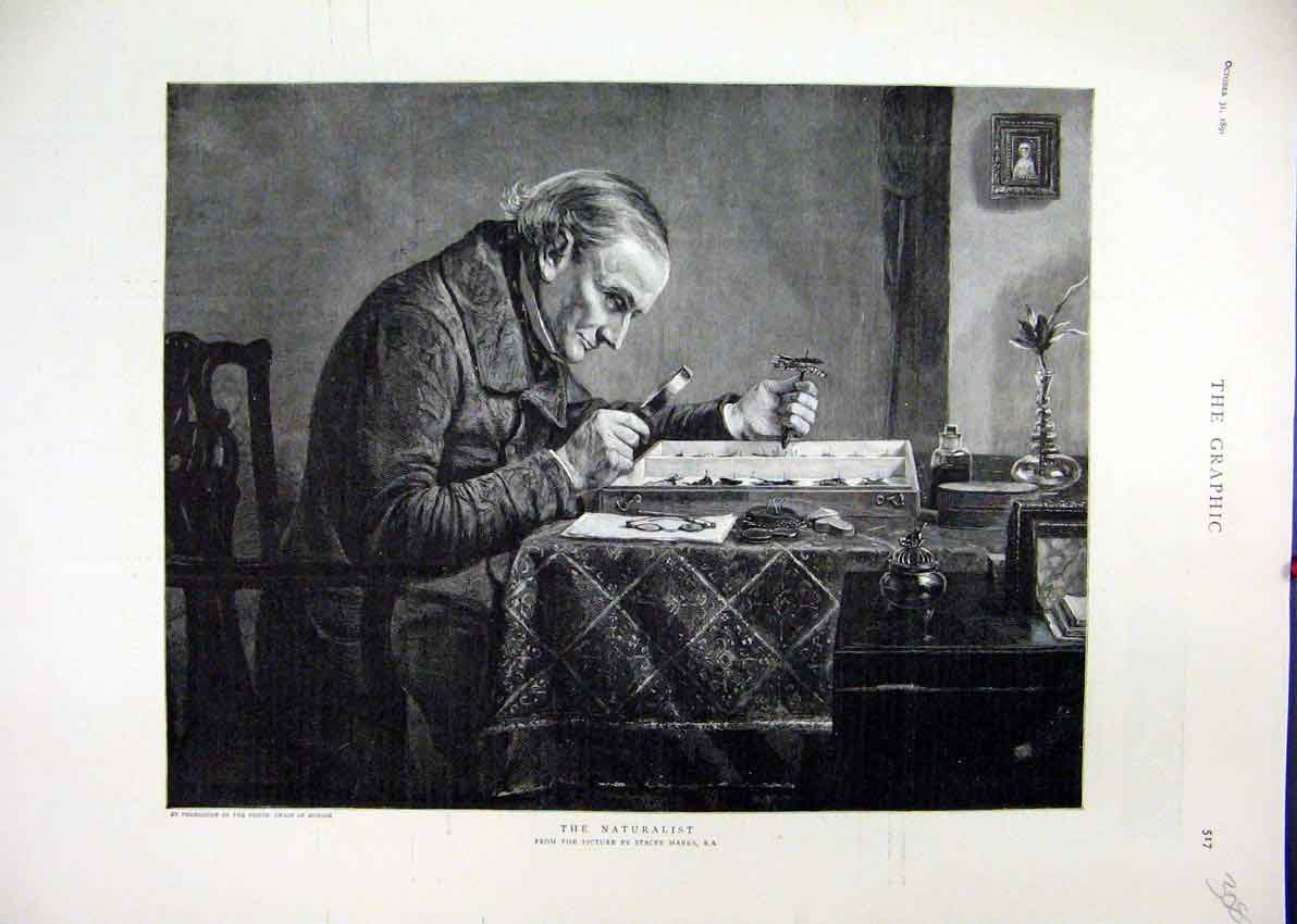 Old Antique Print 1891 Naturalist Man Glass Butterflies Stacey Marks Art 19th
