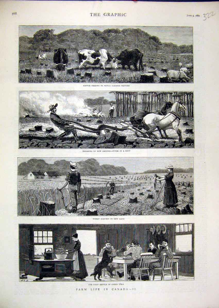 Original Old Antique Print 1880 Farm Life Canada Cattel Ploughing Harvest Corn