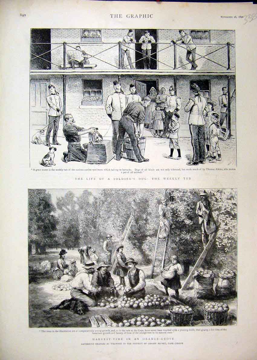 Original Old Antique Print Harvest-Time Orange Grove 1892 Siers Dog Washing 19th