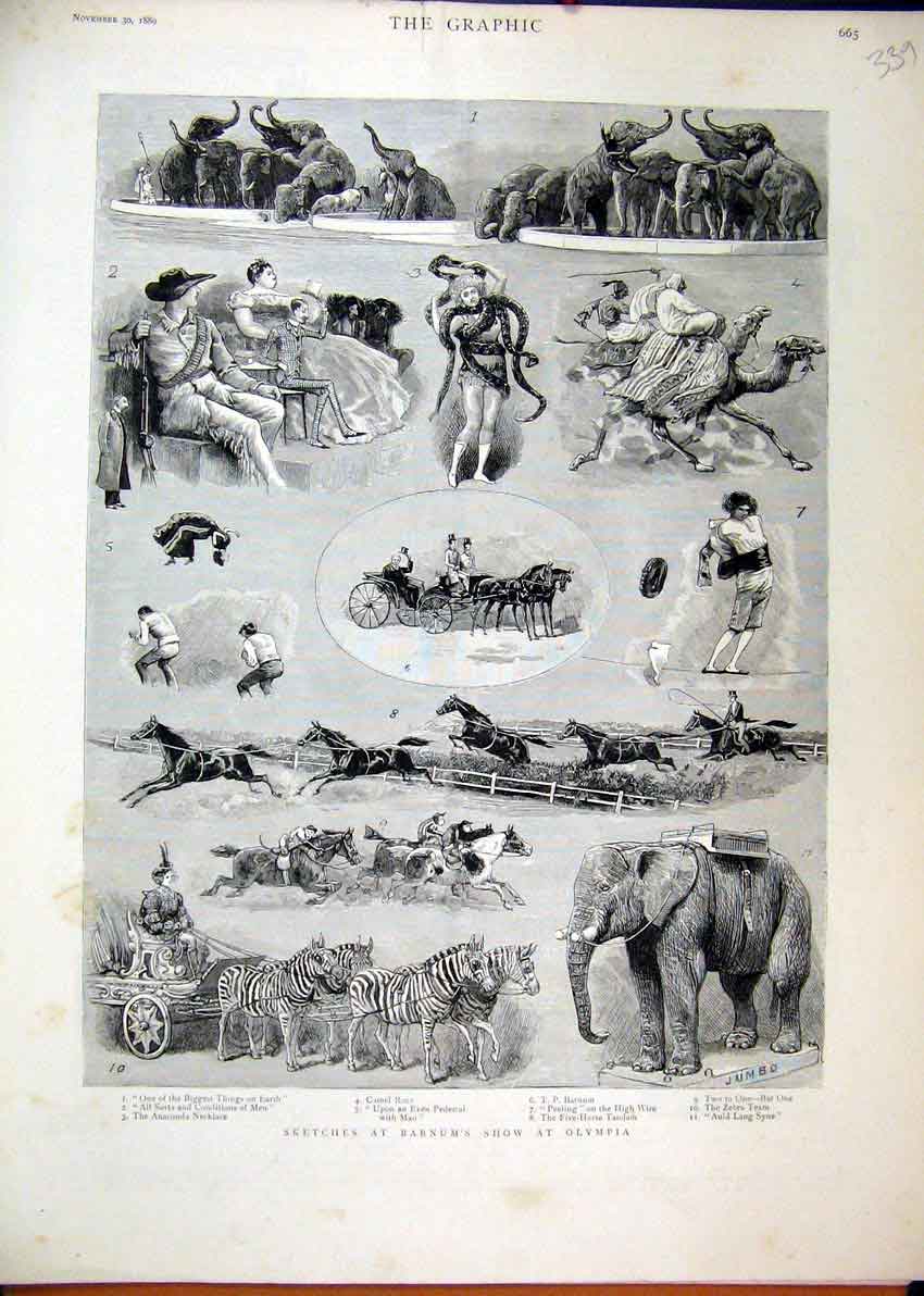Original Old Antique Print Barnum Show Olympia Elephant 1889 Camel Race Anaconda