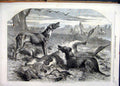 Original Old Antique Print 1860 Australia Dead Red Forester Kangaroo Hounds 19th