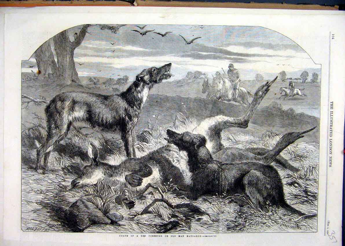 Original Old Antique Print 1860 Australia Dead Red Forester Kangaroo Hounds 19th